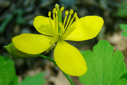 Celandine herb flower for removing papilloma